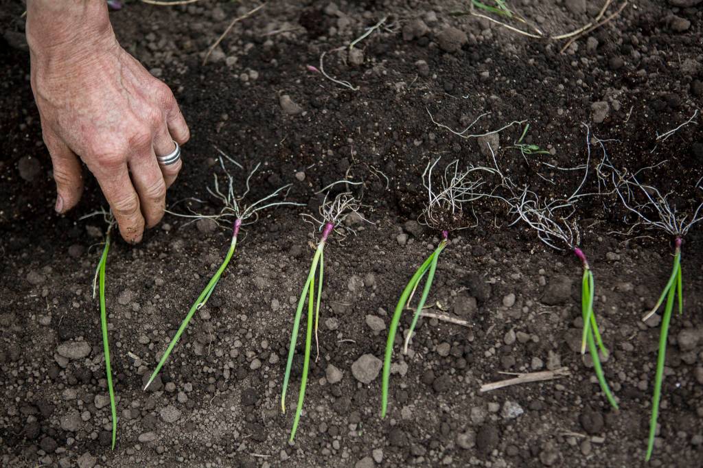 Libby Reed lines up red cipollini onion starts for planting at Orange Star Farm near Monroe. (Olivia Vanni / The Herald)