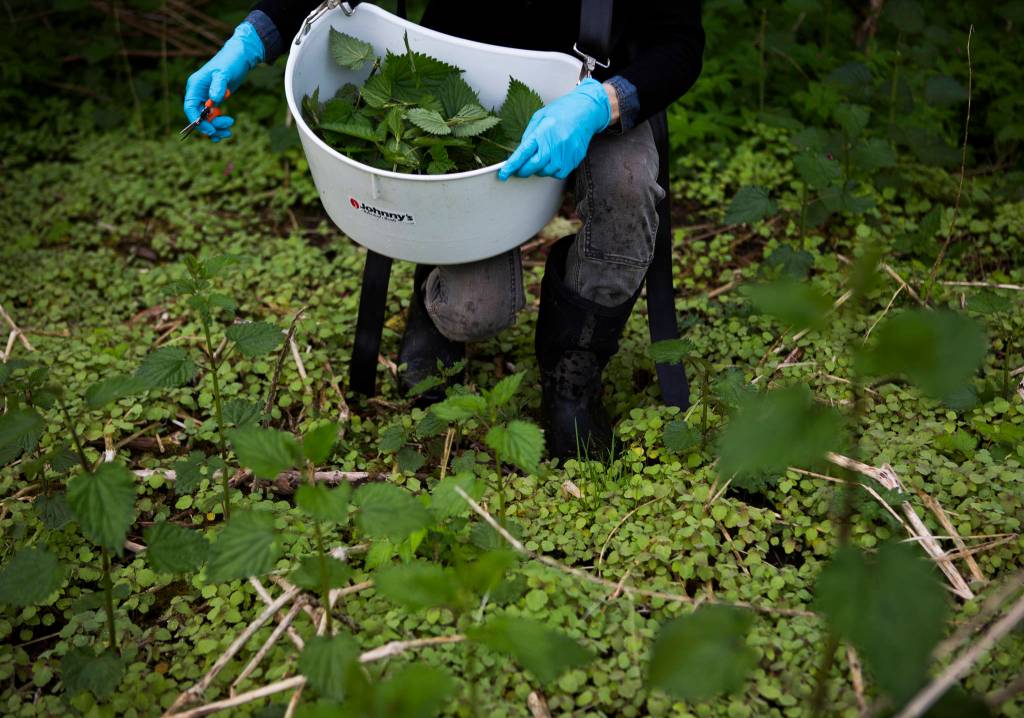Libby Reed harvests nettles for a client at Orange Star Farm near Monroe. (Olivia Vanni / The Herald)
