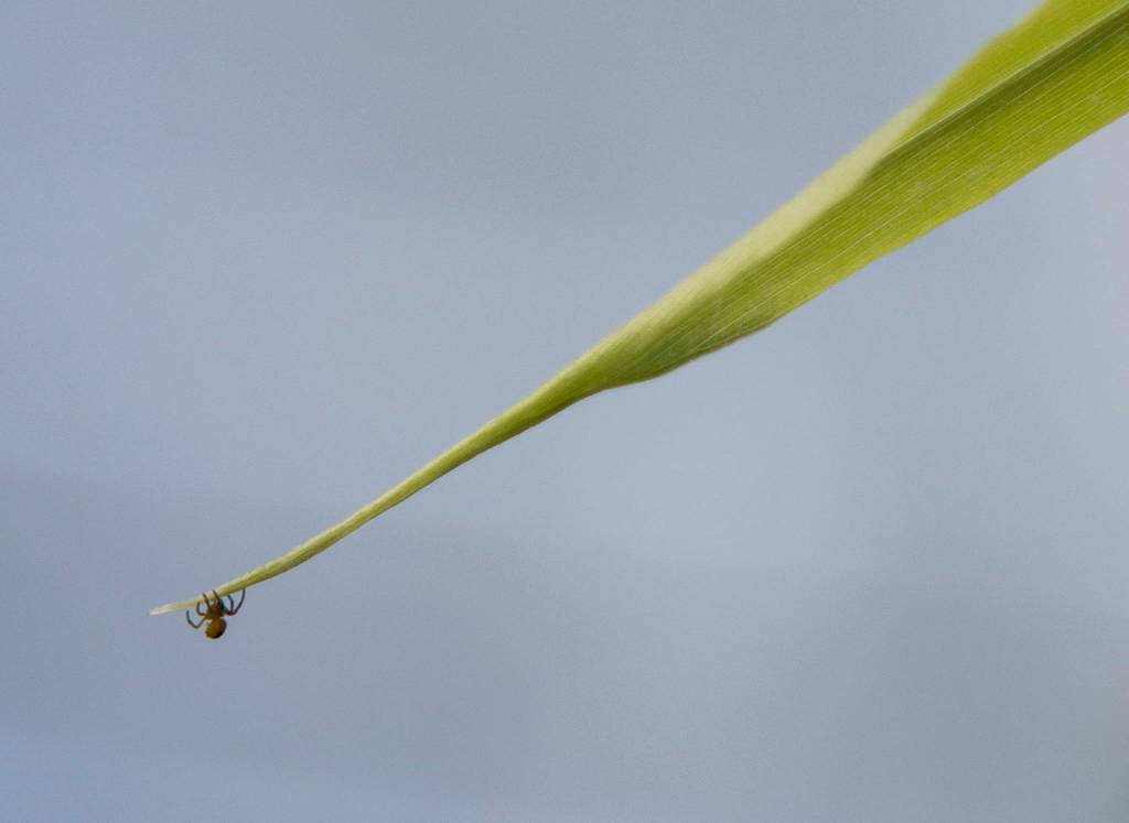 A spider hangs from a ginger plant at Orange Star Farm near Monroe. (Olivia Vanni / The Herald)