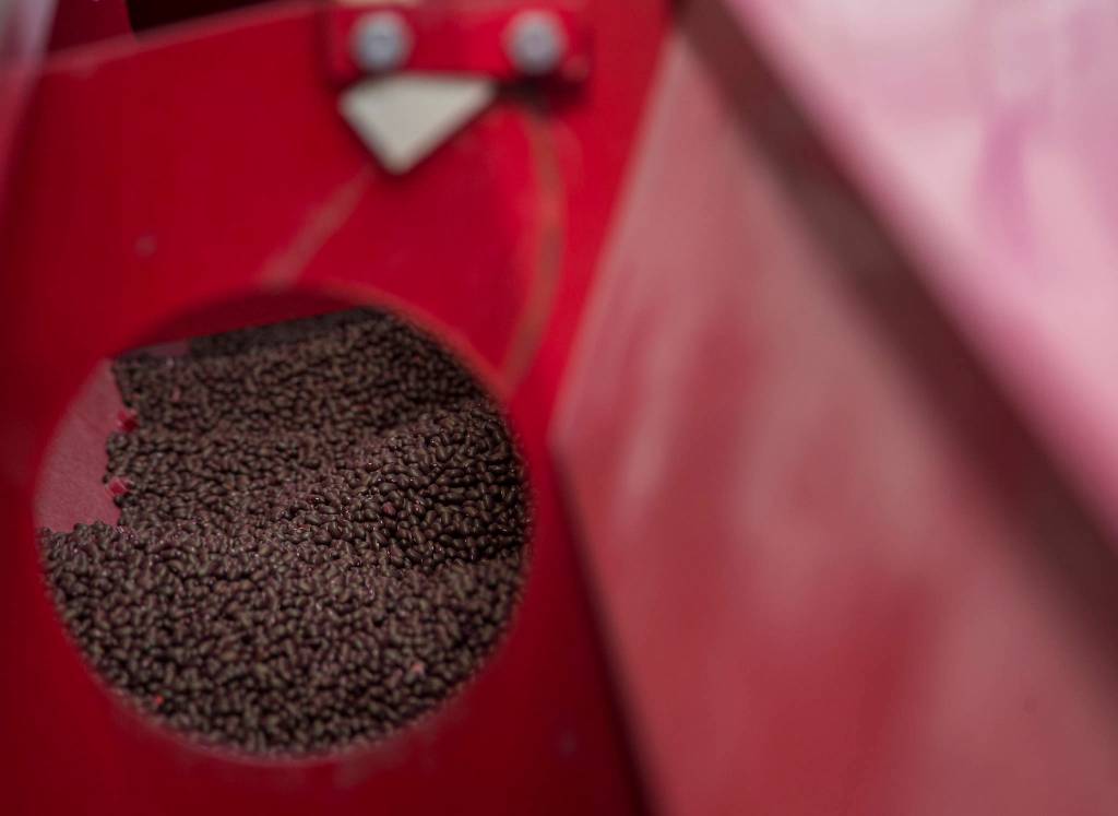 Black bean seeds in a grain drill in Arlington. (Andy Bronson / The Herald)