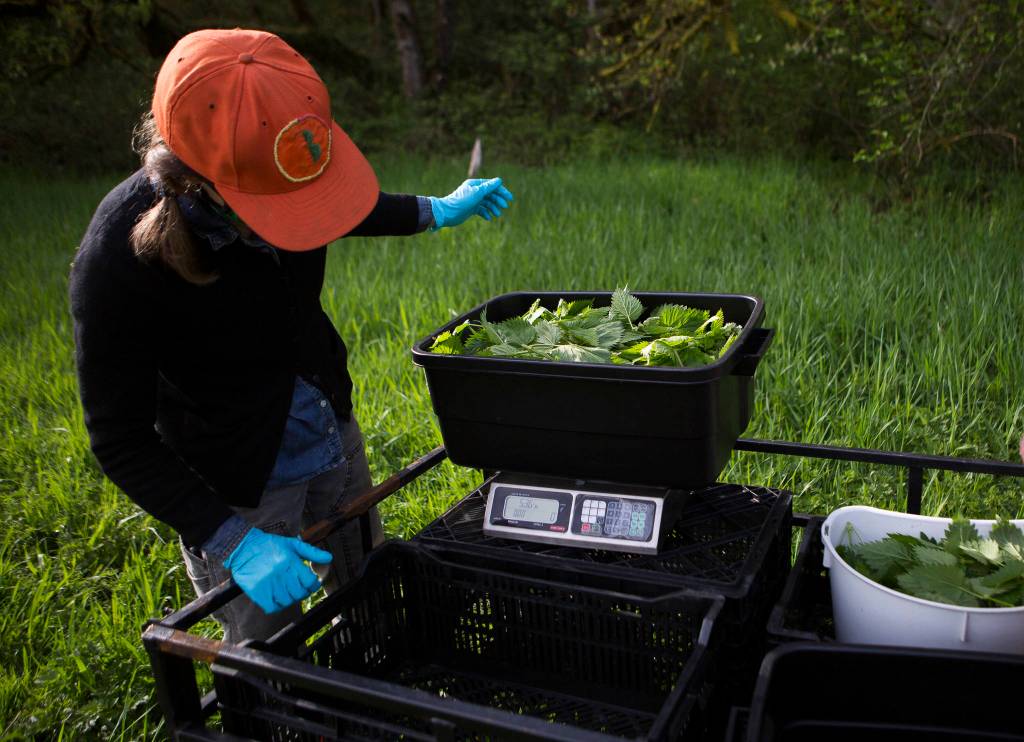 Libby Reed weighs recently picked nettles at Orange Star Farm near Monroe. (Olivia Vanni / The Herald)