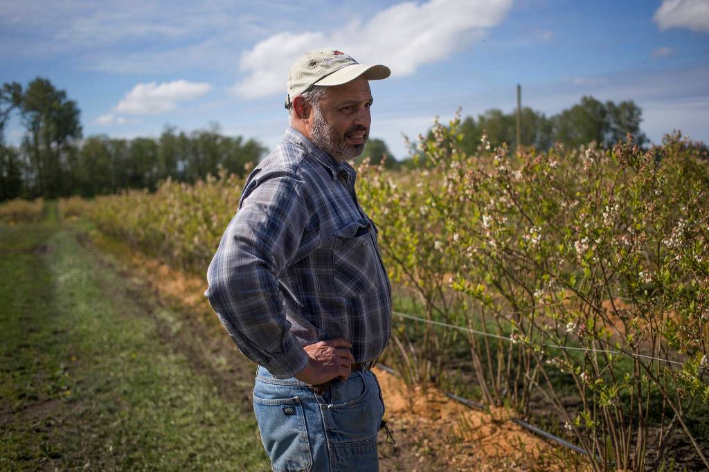 Spencer Fuentes, owner of Hazel Blue Acres Farm in Arlington, sees climate change for the fact that floods on the Stillguamish River have gotten worse in his lifetime. (Andy Bronson / The Herald)