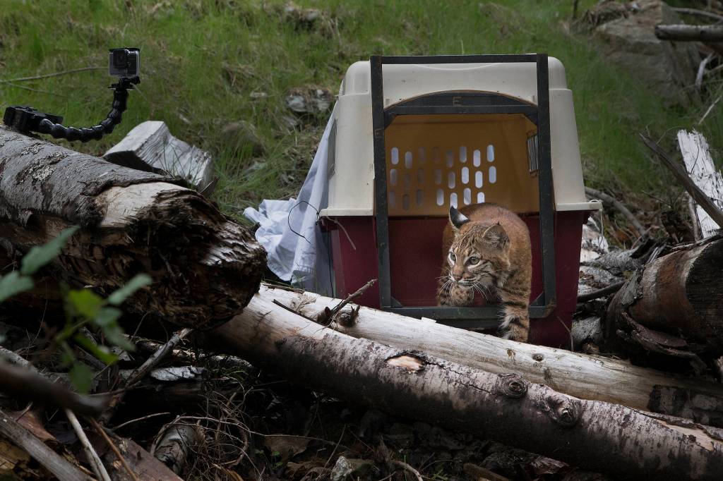 One of three bobcats that were orphaned looks around before leaving a crate and heading back into the wild Thursday near Acme in Whatcom County. (Andy Bronson / The Herald)