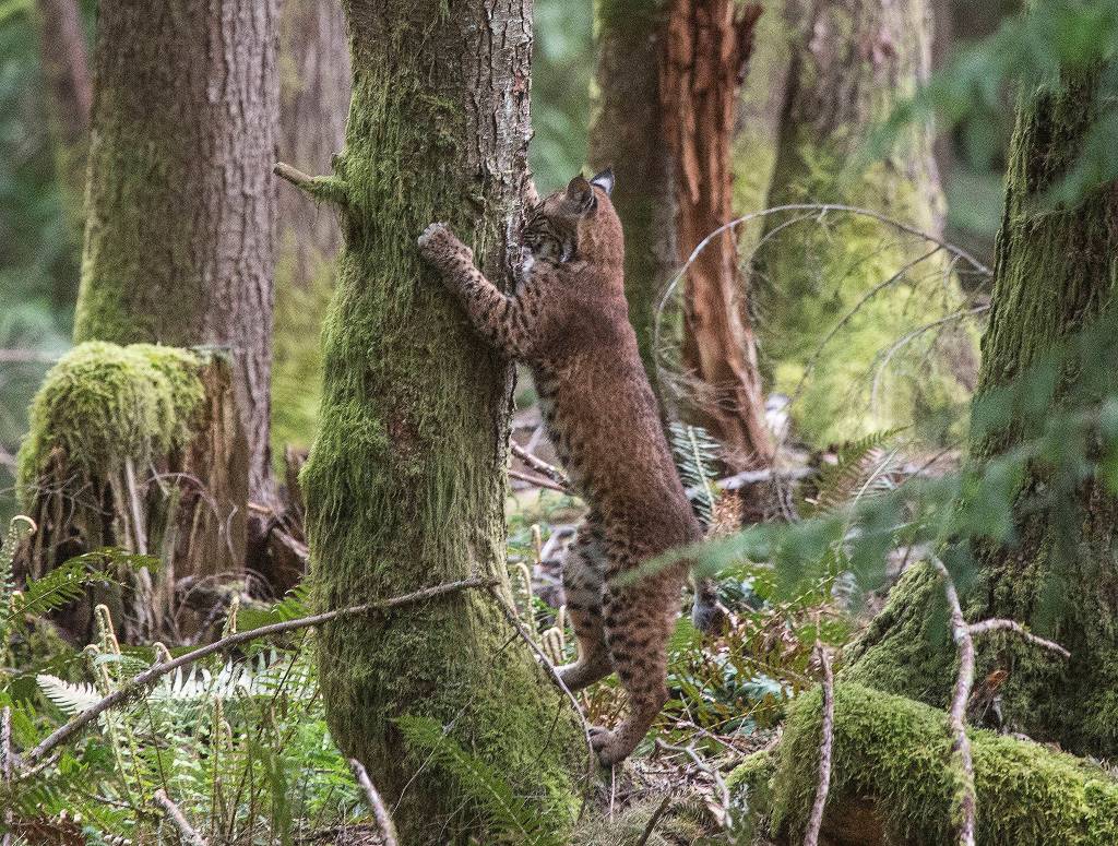 One of three bobcats that were orphaned scratches a tree to sharpen its claws after after leaving a crate and heading back into the wild Thursday near Acme in Whatcom County. (Andy Bronson / The Herald)