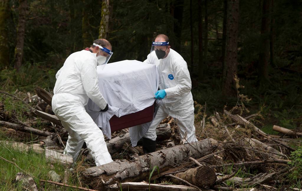 Scrambling over downed trees and brush, Department of Natural Resources biologist Chris Danilson and PAWS wildlife naturalist Jeff Brown carry a crate containing two bobcats to a spot where they will be released back into the wild Thursday near Acme in Whatcom County. (Andy Bronson / The Herald)