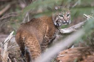 One of three bobcats, that were orphaned, looks back after leaving its crate and heads back into the wild on Thursday, May 20, 2021 in Acme, Washington.  The bobcats were cared for the past year at the PAWS Wildlife Center in Lynnwood.  (Andy Bronson / The Herald)