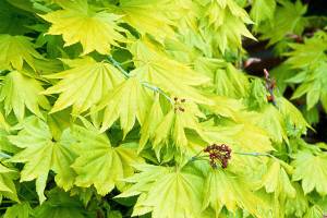 Golden full moon maple gets its common name from its bright lemon-yellow foliage in springtime. (Great Plant Picks)