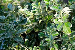 Euonymus japonica is a local favorite due to its ease of growing, as well as tolerance of a range of soils and sunlight conditions. (Getty Images)