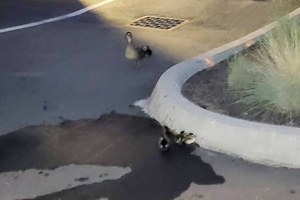 A mama duck is reunited with her children after a dramatic rescue in Mukilteo. (Mukilteo Fire Department)