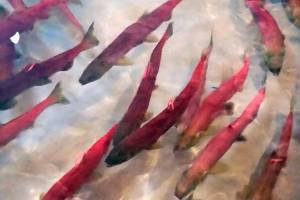 FILE - In this Sept. 26, 2017, file photo, provided by Idaho Fish and Game, Snake River sockeye salmon that returned from the Pacific Ocean to Idaho over the summer swim in a holding tank at the Eagle Fish Hatchery in southwestern Idaho. A meager return of sockeye salmon to central Idaho this year despite high hopes and a new fish hatchery intended to help save the species from extinction has fisheries managers trying to figure out what went wrong.  (Dan Baker/Idaho Fish and Game via AP, File)