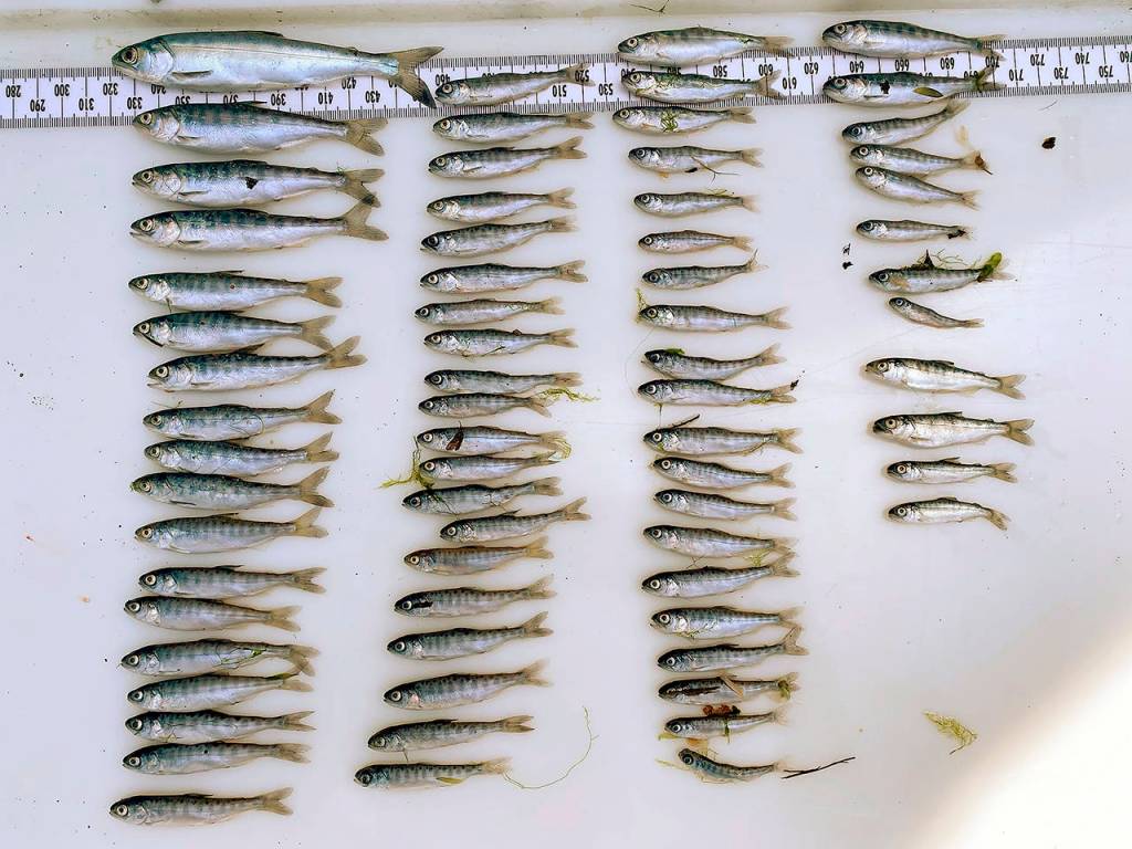 These juvenile salmon captured by the Yurok Tribe are presumed to have died from deadly pathogen, Ceratonova shasta, in the Klamath River water flows. (Jamie Holt/Yurok Tribe via AP)