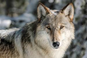 FILE - This Nov. 7, 2017, file photo provided by the National Park Service shows a wolf in Yellowstone National Park, Wyo.  The Humane Society and other groups filed a legal petition Wednesday, May 26, 2021, asking Interior Secretary Deb Haaland to use her emergency authority to return thousands of wolves in the region to the endangered species list.  (Jacob W. Frank/National Park Service via AP, File)
