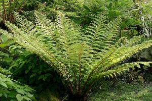This large holly fern adds a bold and elegant look to shaded gardens. (Richie Steffen)