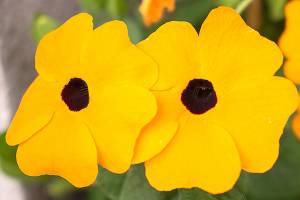 The black-eyed Susan vine sports golden-yellow flowers with a dark eye in the center. (Getty Images)