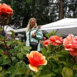Sorticulture, Everetts garden arts festival is scheduled for June 11-13 on Wetmore Avenue between Everett and Hewitt avenues. (Ian Terry /Herald file)
Ian Terry / The Herald People look at roses at the Sorticulture Festival in Everett on Friday, June 9, 2017. Photo taken on 06092017
