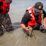 Shawn Edge pulls a clam from the sandbar as they walk along and feel for any hard objects on May 28 in Possession Sound. (Olivia Vanni / The Herald)