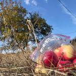 In this Oct. 23, 2019, photo, apples collected by amateur botanists David Benscoter and EJ Brandt of the Lost Apple Project, rest on the ground in an orchard at an abandoned homestead near Genesee, Idaho. Benscoter and Brandt recently learned that their work in the fall of 2019 has led to the rediscovery of 10 apple varieties in the Pacific Northwest that were planted by long-ago pioneers and had been thought extinct. (AP Photo/Gillian Flaccus)