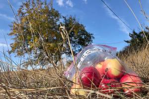 In this Oct. 23, 2019, photo, apples collected by amateur botanists David Benscoter and EJ Brandt of the Lost Apple Project, rest on the ground in an orchard at an abandoned homestead near Genesee, Idaho. Benscoter and Brandt recently learned that their work in the fall of 2019 has led to the rediscovery of 10 apple varieties in the Pacific Northwest that were planted by long-ago pioneers and had been thought extinct. (AP Photo/Gillian Flaccus)