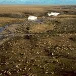 This undated aerial photo shows a herd of caribou on the Arctic National Wildlife Refuge in northeast Alaska. (U.S. Fish and Wildlife Service via AP)