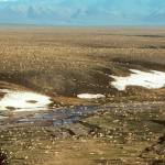 This undated aerial photo provided by U.S. Fish and Wildlife Service shows a herd of caribou on the Arctic National Wildlife Refuge in northeast Alaska. The Biden administration is suspending oil and gas leases in Alaska’s Arctic National Wildlife Refuge as it reviews the environmental impacts of drilling in the remote region.(U.S. Fish and Wildlife Service via AP)