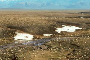 This undated aerial photo provided by U.S. Fish and Wildlife Service shows a herd of caribou on the Arctic National Wildlife Refuge in northeast Alaska. The Biden administration is suspending oil and gas leases in Alaska’s Arctic National Wildlife Refuge as it reviews the environmental impacts of drilling in the remote region.(U.S. Fish and Wildlife Service via AP)