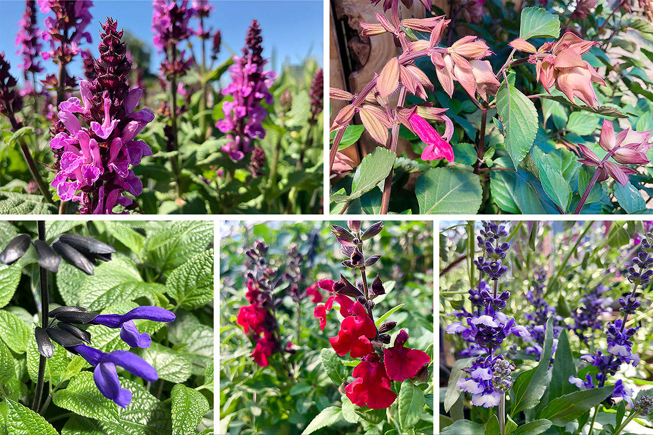 6 salvias for NW gardens that will have you salivating | HeraldNet.com