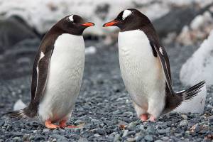 Playful penguins (Pexels)