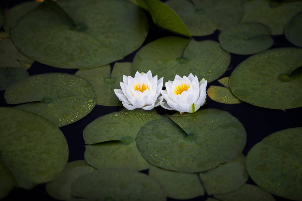 Water lilies bloom along the shore of Silver Lake during the regatta on Saturday, June 5, 2021 in Everett, Wash. (Olivia Vanni / The Herald)