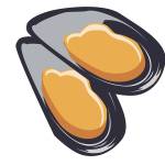 Two vector oysters in shells isolated on a white background