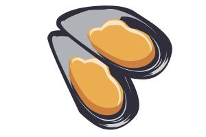 Two vector oysters in shells isolated on a white background