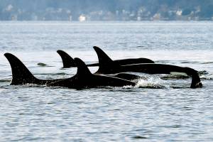 FILE - In this Jan. 18, 2014, file photo, endangered orcas from the J pod swim in Puget Sound west of Seattle, as seen from a federal research vessel that has been tracking the whales. A new study from federal researchers provides the most detailed look yet at what the Pacific Northwest's endangered orcas eat. Scientists with the NOAA Fisheries Northwest Fisheries Science Center spent years collecting fecal samples from the whales as well as scales from the fish they devoured. They say their data reaffirm the central importance of Chinook salmon to the whales. (AP Photo/Elaine Thompson, File)