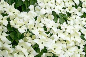 "Milky Way" dogwood is covered in star-shaped flowers that open lime green and quickly change to a creamy white. (Richie Steffen)
