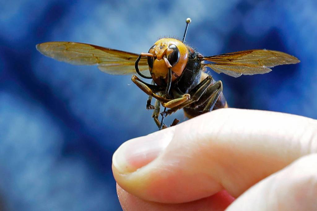 In this May 4, 2020, photo, an Asian giant hornet from Japan is held on a pin by Sven Spichiger, an entomologist with the Washington state Department of Agriculture in Olympia. (AP Photo/Ted S. Warren, File)