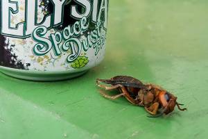 A resident reported finding a dead Asian giant hornet near Marysville on June 4. (U.S. Department of Agriculture)