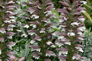 Many gardeners grow bear's breeches for their foliage alone, although the flowers are also quite nice. (Richie Steffen)