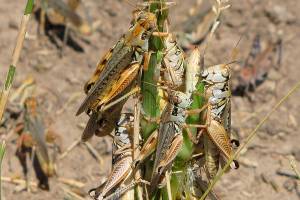 In this photo provided by the U.S. Department of Agriculture's Animal and Plant Health Inspection Service, grasshoppers are seen eating a plant in this undated handout photo from the U.S. Department of Agriculture. Federal agriculture officials are launching what could be the largest grasshopper-killing campaign since the 1980s amid an outbreak of the drought-loving insects that cattle ranchers fear will strip bare public and private rangelands. (U.S. Department of Agriculture's Animal and Plant Health Inspection Service via AP)