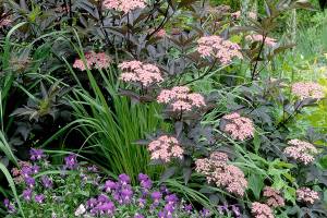 Sambucus nigra ‘Gerda’ BLACK BEAUTY ™
PURPLE-LEAF BLACK ELDER