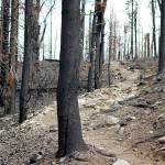 Caption: The area along the Chewuch River trail in the Pasayten Wilderness was burnt in a previous fire. The land is recovering, but it's always wise to be cautious if you're hiking through a previous burn area. Photo by Rachel Wendling.