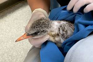 A Caspian tern is cared for at PAWS in Lynnwood. (Submitted photo) 20210704
