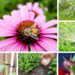 Your garden needs your attention in this heat. Here is your gardener’s to-do list for July.