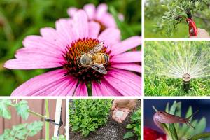 Your garden needs your attention in this heat. Here is your gardener’s to-do list for July.
