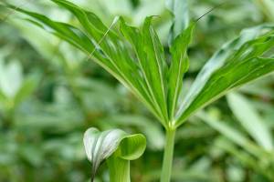 Himalayan cobra lily is a tall-growing summer bulb with a tuft of leaflets at the top resembling a palm tree. (Richie Steffen)
