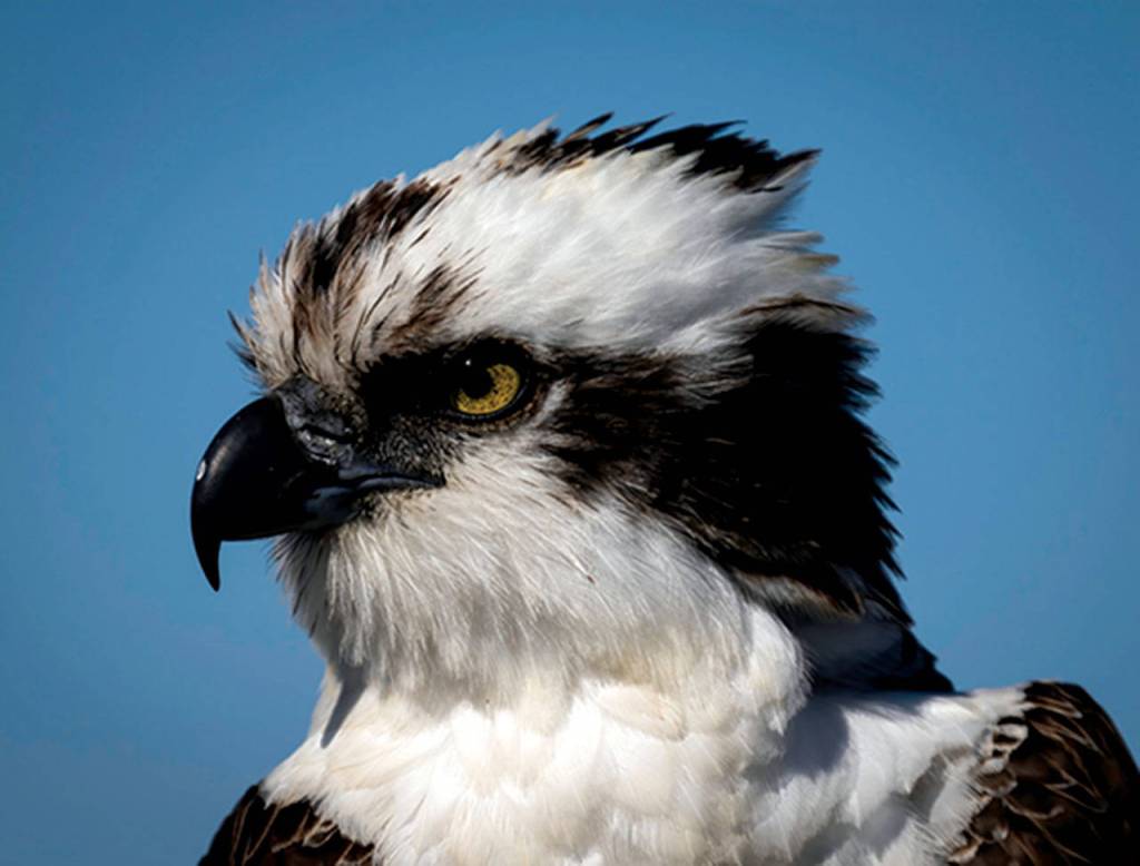 Ospreys, also called fish hawks, spend hours searching for fish to grab in their strong talons. (Photo by Mike Benbow)