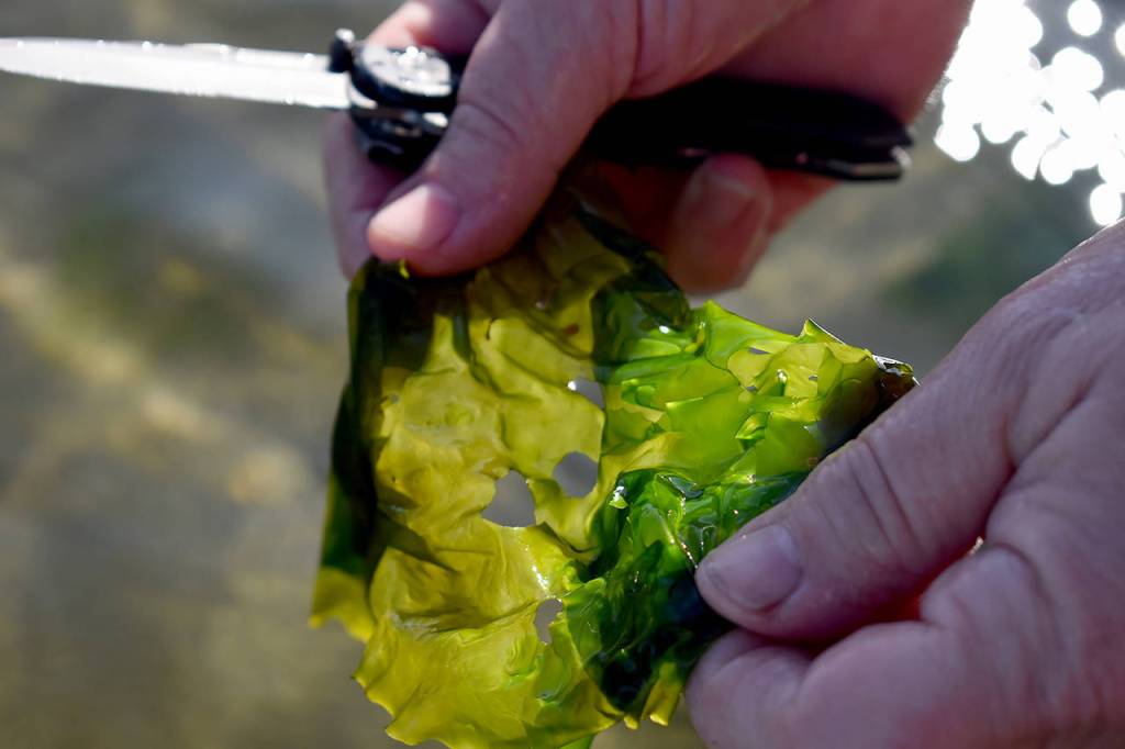 Karen Achabel cuts a piece of sea lettuce. Harvesters must cut seaweed during harvest and not pull or rip it off the rocks, according to state Department of Fish and Wildlife rules. (Emily Gilbert / Whidbey News-Times)