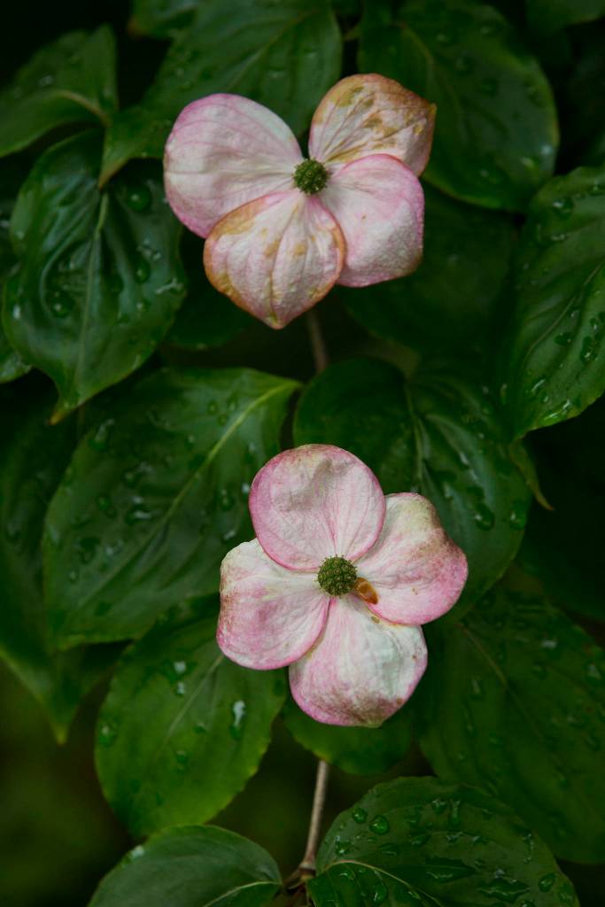 Dogwood flowers bloom in Bill and Pat Taylors garden in Edmonds. (Andy Bronson / The Herald)