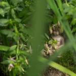 An angel statue is one of many to be searched for in the garden at Bill and Pat Taylors home. (Andy Bronson / The Herald)