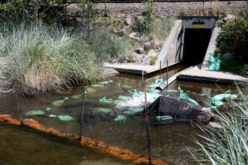 The culvert at Meadowdale Beach Park in Edmonds will be replaced and widened as part of an estuary restoration project. (Kevin Clark / The Herald)