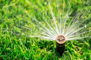 Water the lawn three times a week with your automatic sprinklers  not everyday. (Getty Images)