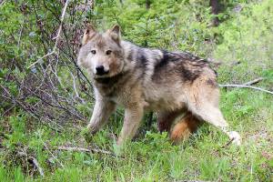 In this undated photo courtesy of Washington Department of Fish and Wildlife shows a wolf of the Teanaway Pack fitted with a radio collar in the Teanaway area of Washington's Central Cascades in Washington state. 
Washington Gov. Jay Inslee on Friday, Sept. 4, 2020, directed the Washington Fish and Wildlife Commission to draft new rules governing the killing of wolves involved in conflicts with livestock. (Washington Department of Fish and Wildlife via AP)