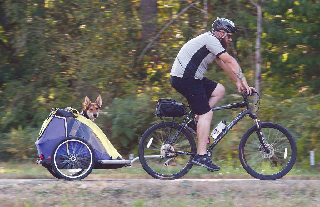 A biker hauls his dog as he rides along the Centennial Trail, which follows the path of a former railroad line. (Andy Bronson / The Herald)